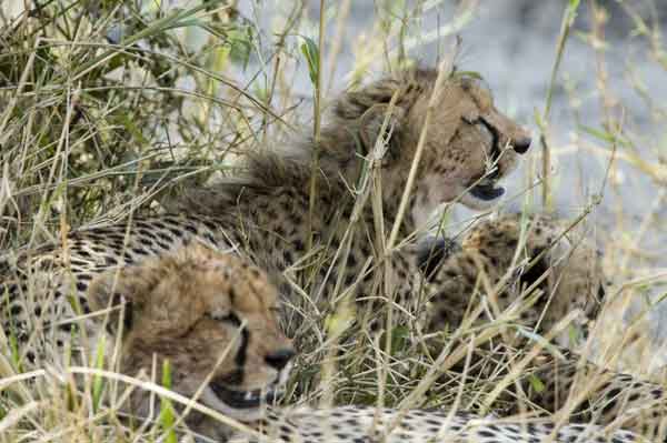20 - Kenia - Guepardo y sus crias - reserva nacional de Masai Mara